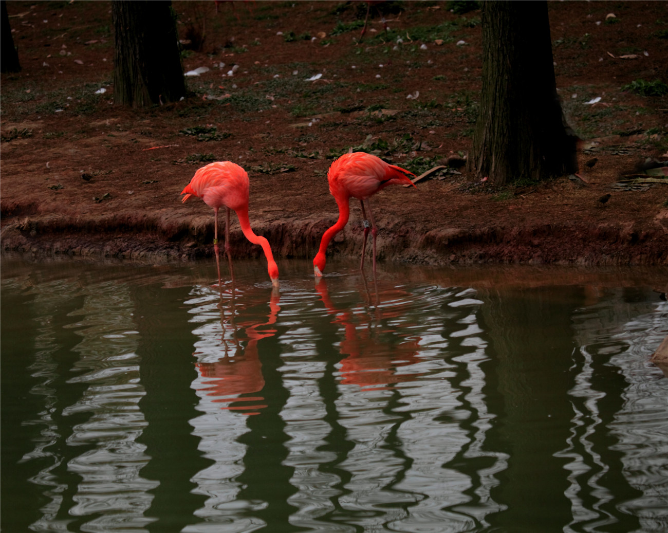 ���� (2).jpg