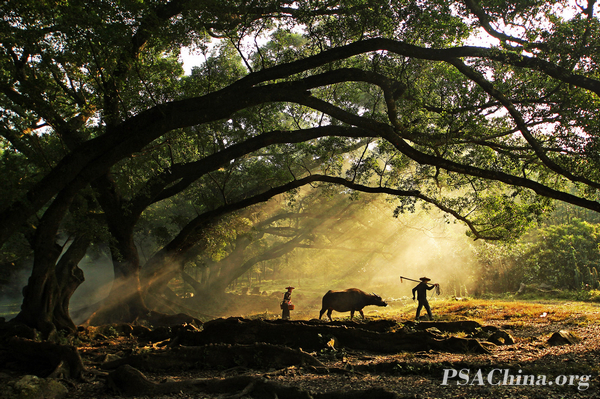 01.����������RPS����Ʒ����������MORNING GRAZING.jpg