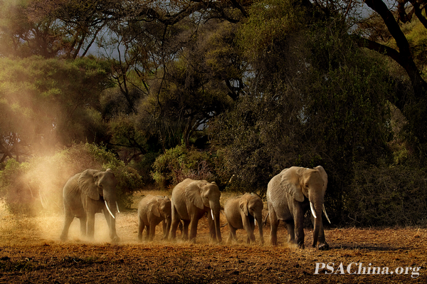 20.л��õ��Ʒ����һ���ӡ�family in the jungle.jpg