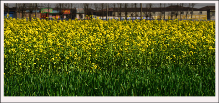 2014��3��20�ղ軨��Ƭ ����06212.jpg