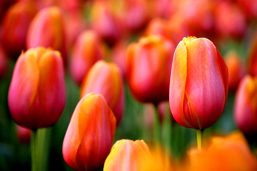 ƽ��ɽĵ�� 337_����.jpg