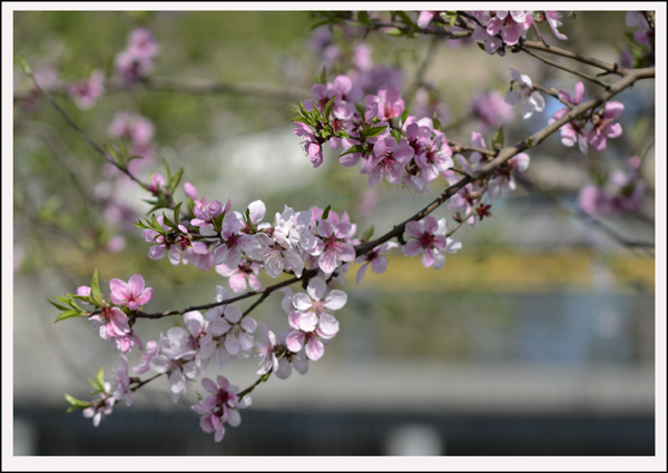 2014��4��3����Ƭ���� 006612.jpg