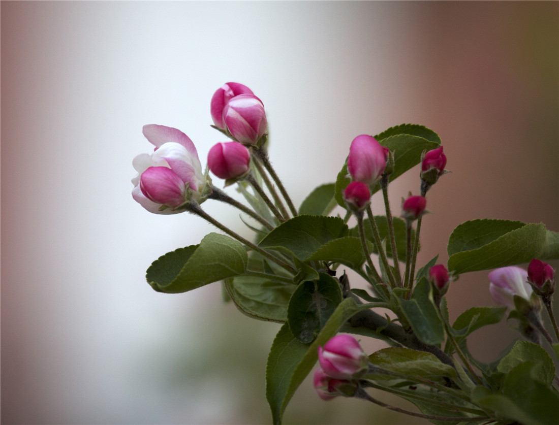 ƻ���� (5).jpg