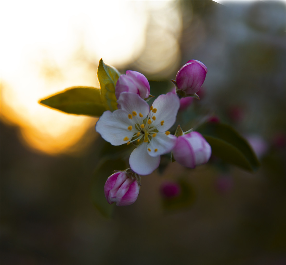 ƻ���� (1).jpg