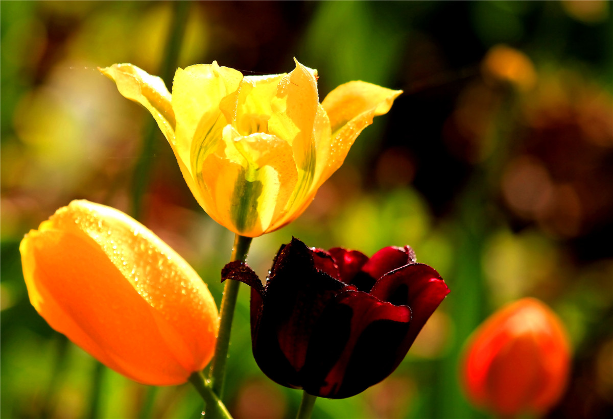 ������ (1).jpg