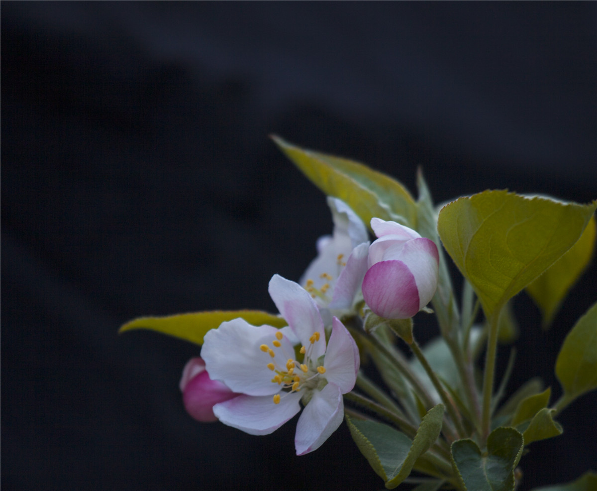 ƻ���� (2).jpg