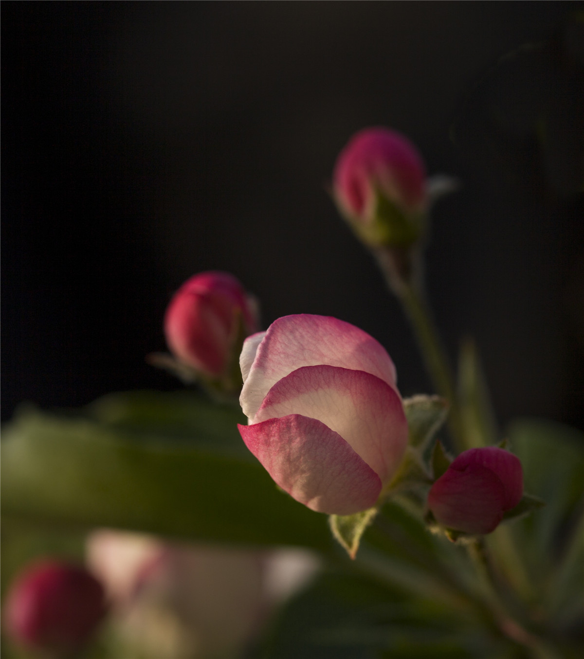 ƻ���� (6).jpg