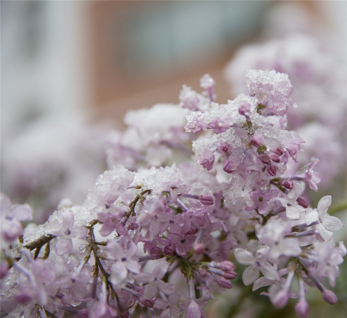 ���� (1).jpg