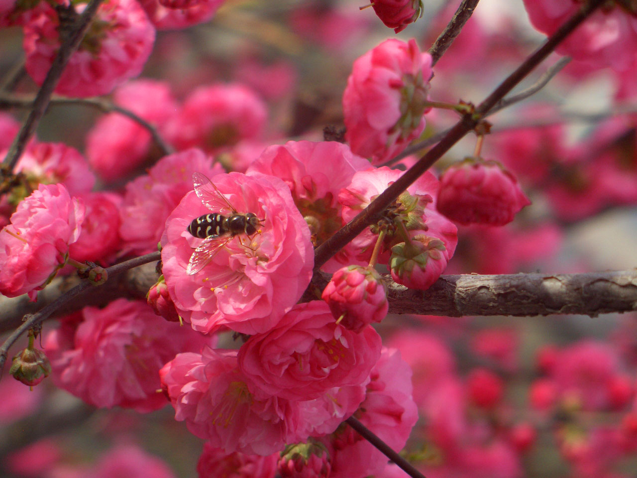 CIMG4309 ����.jpg