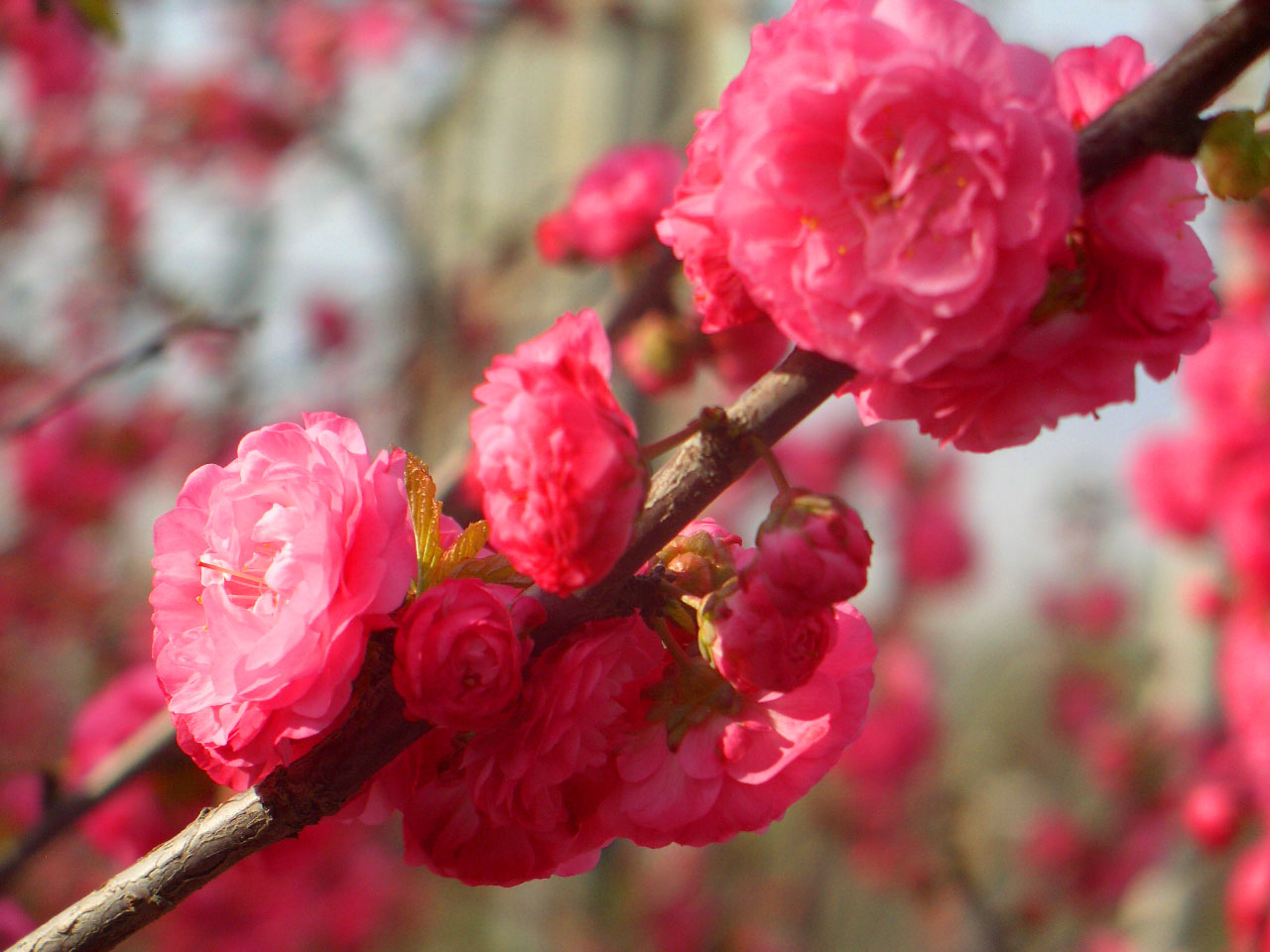 CIMG4314 ����.jpg