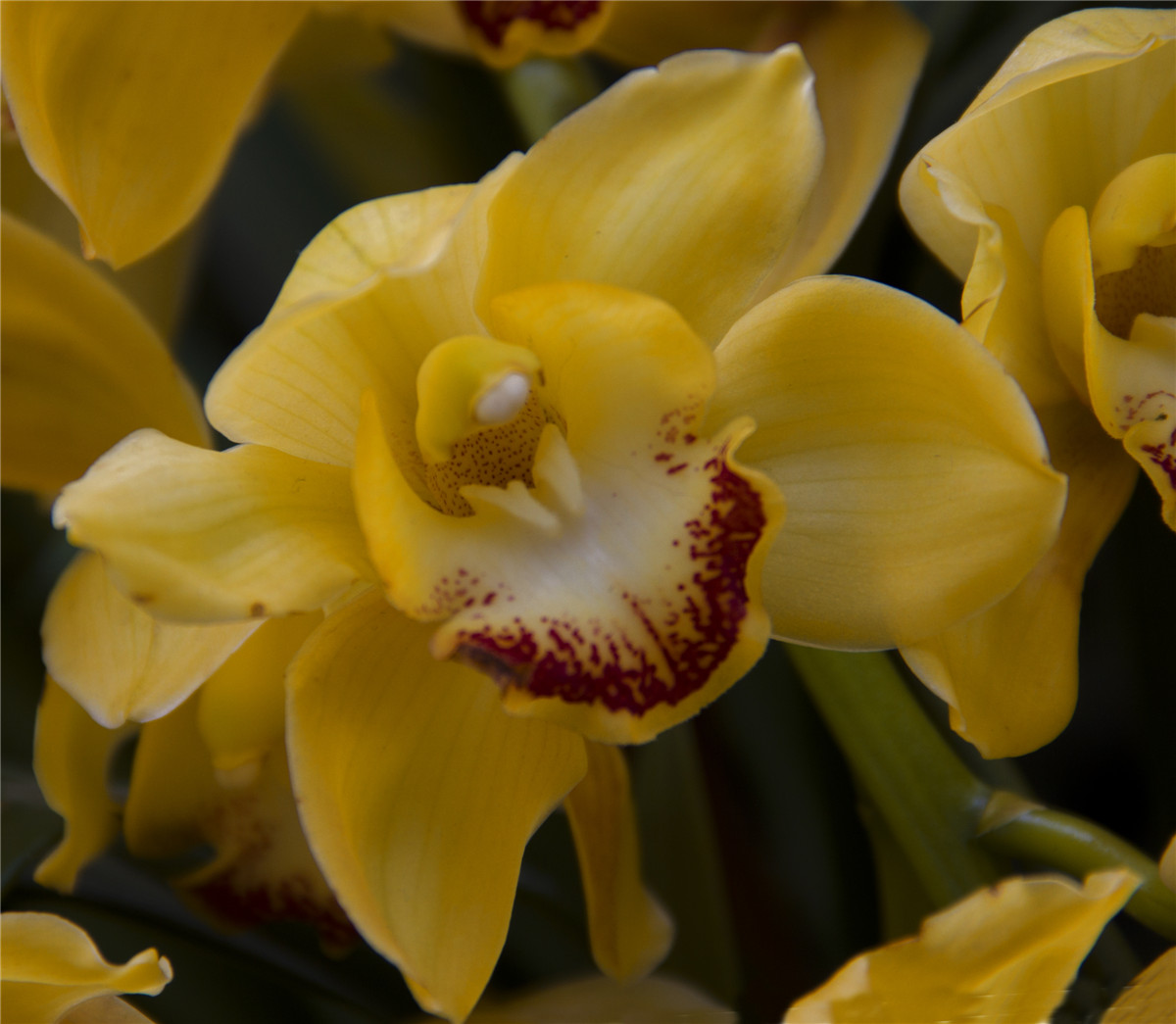 ������ (8).jpg