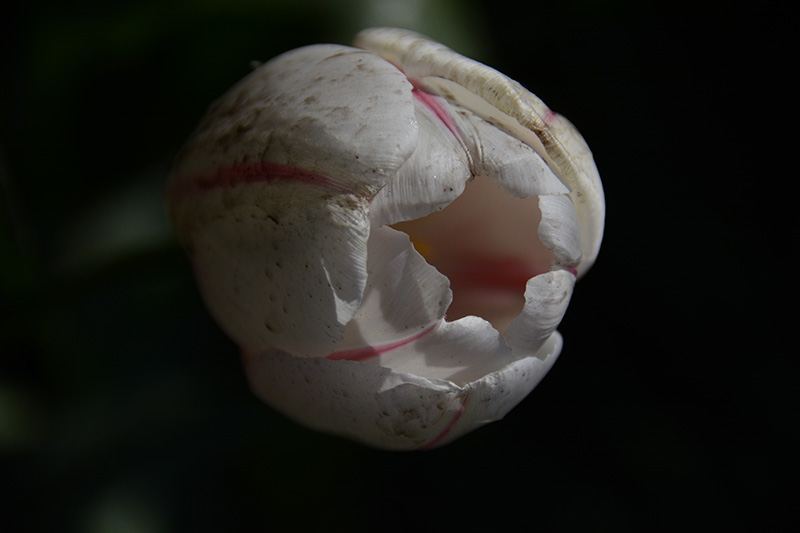 ���� 613b.jpg