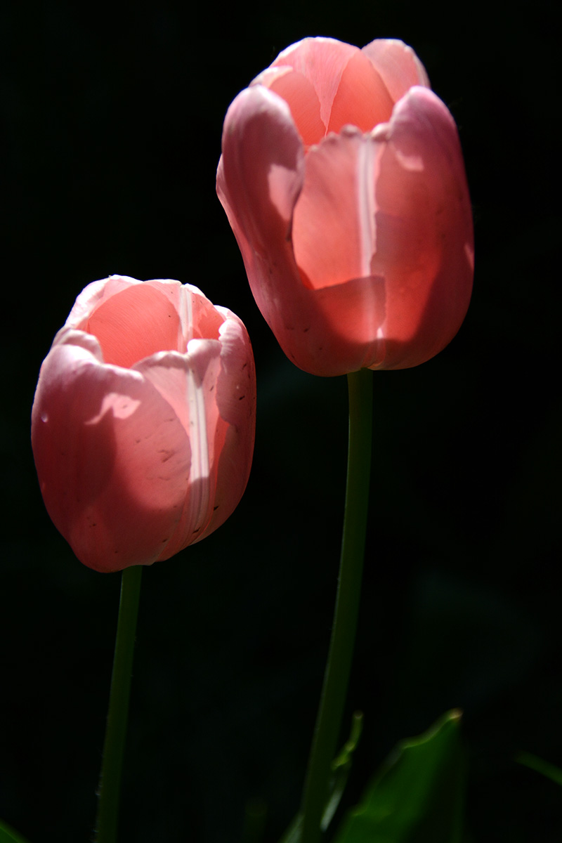 ���� 623b.jpg