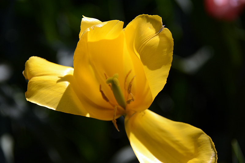 ���� 627b.jpg