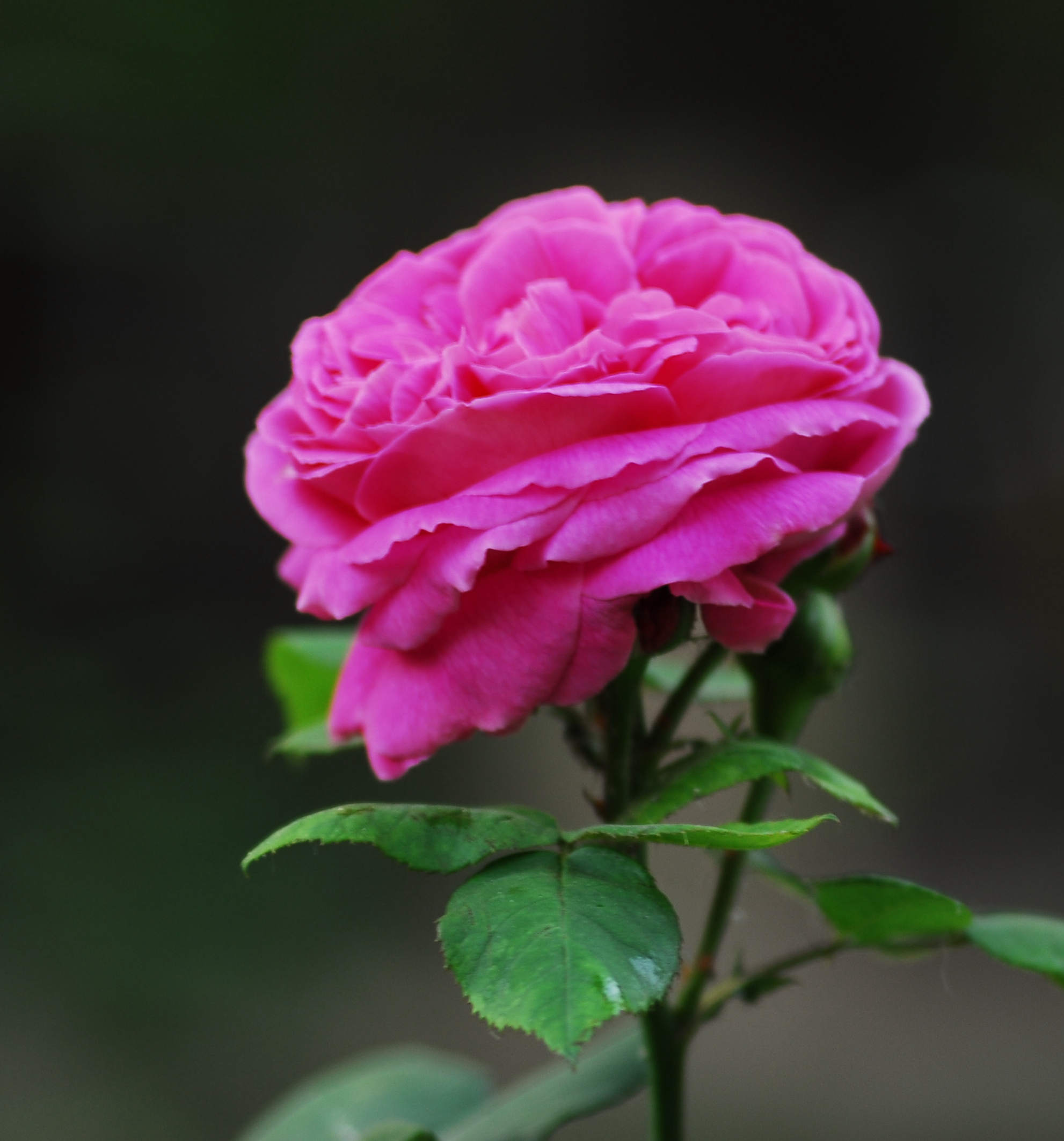 ʢ�����¼���