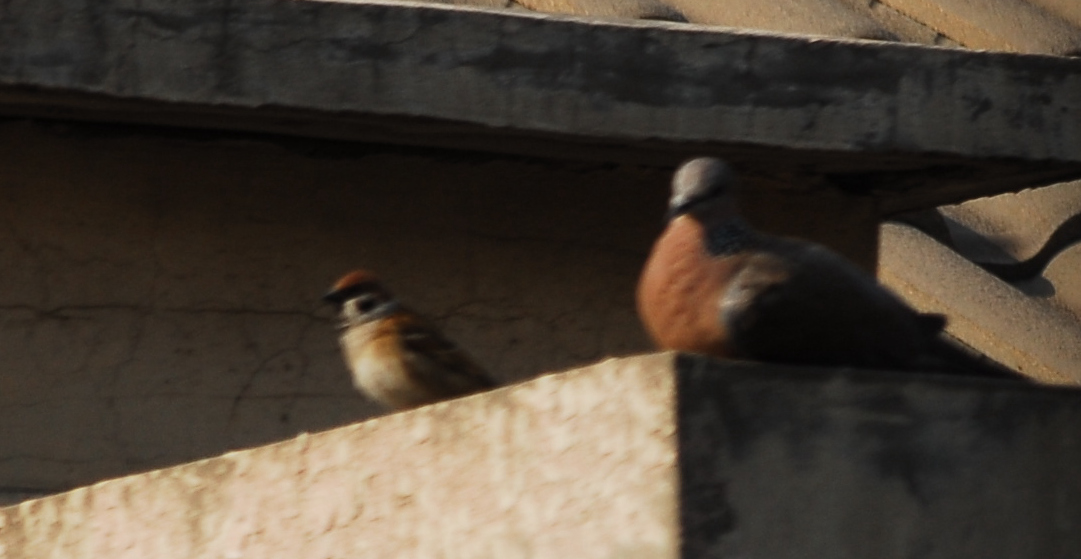 ��ȸ����