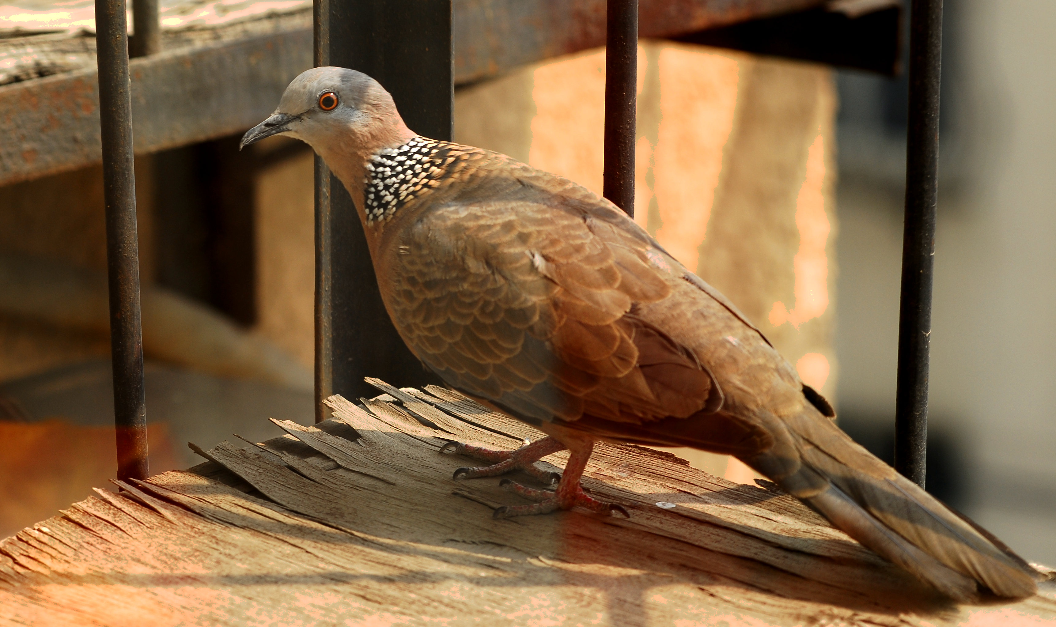 �ɵ��Ҽ���̨�İ��