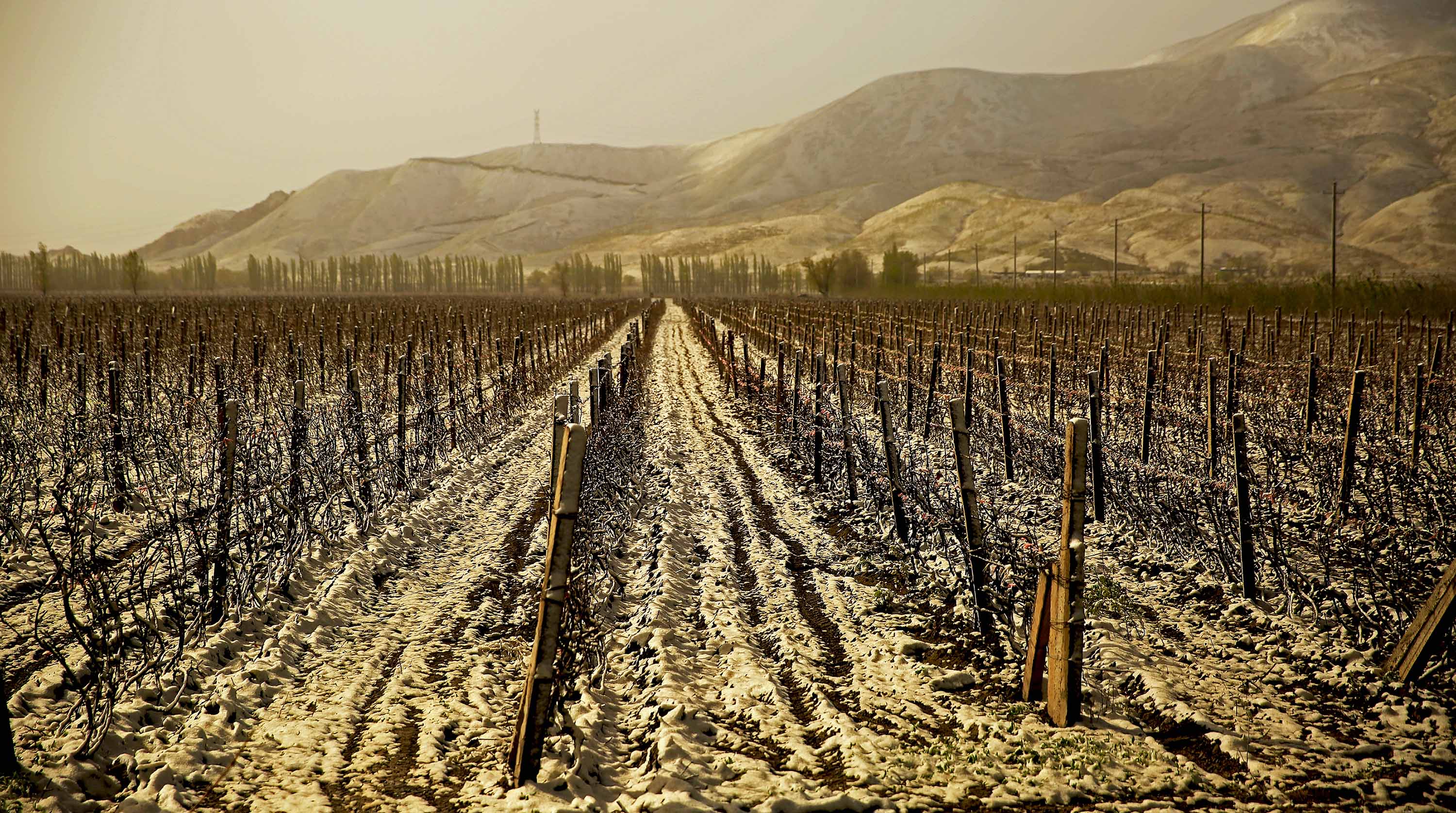 �Ѿ��ϼܵ�����԰������ѩ