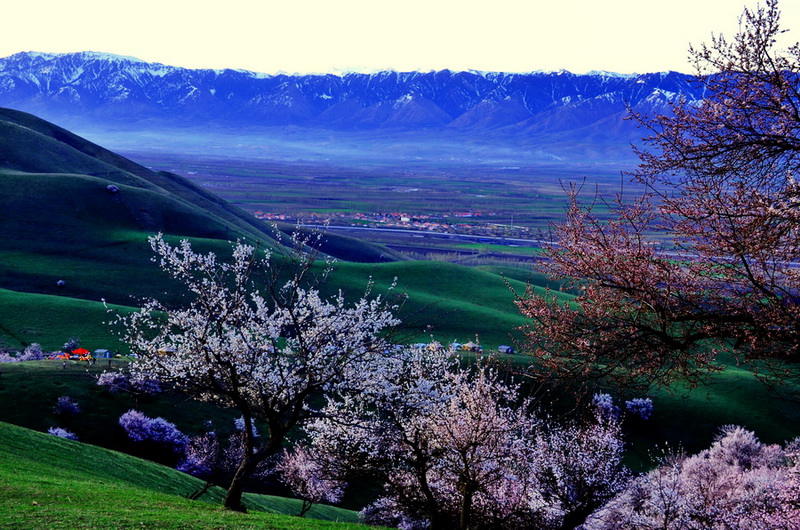 �ӻ�Ұ����  ������