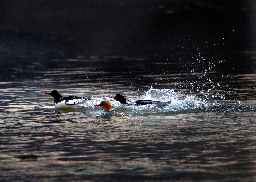 _LFD6143 ����.jpg