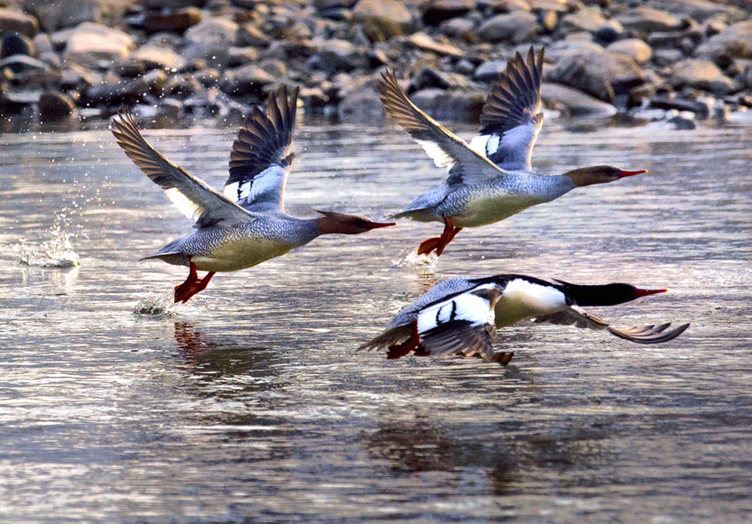 _LFD6402 ����.jpg