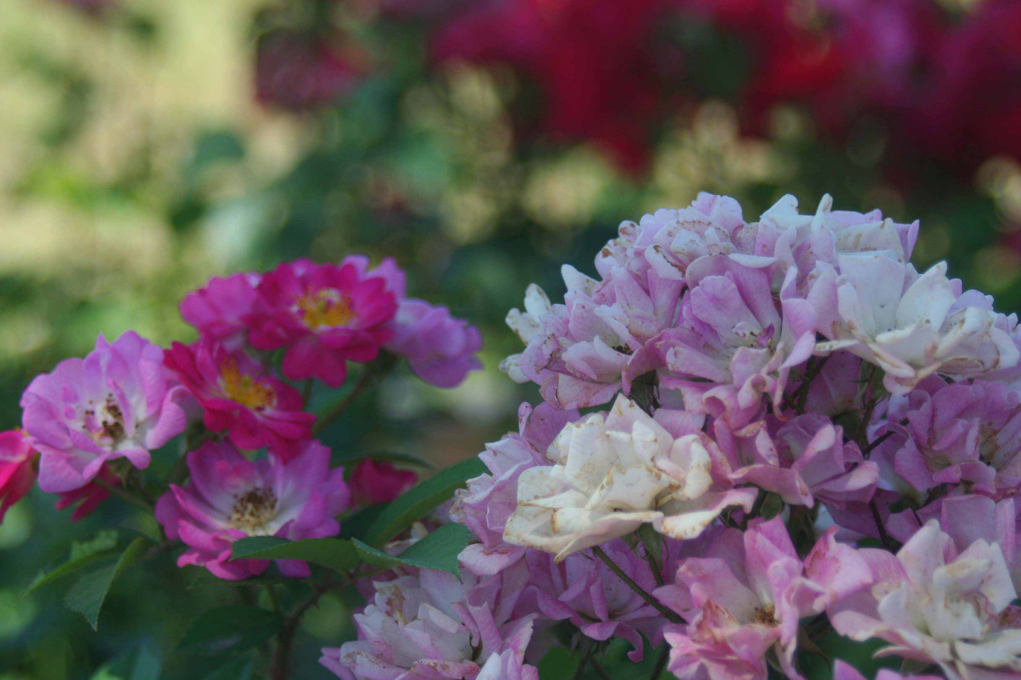 IMG_94680 ����.jpg