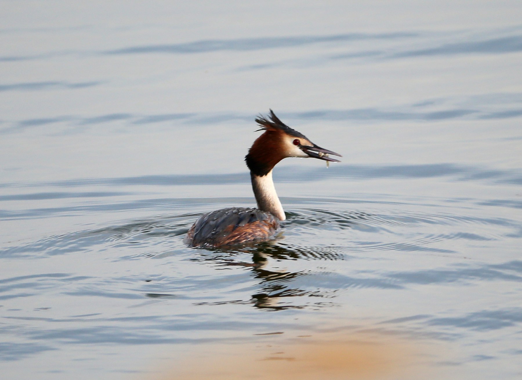 CW2Z0182 �������_����.jpg