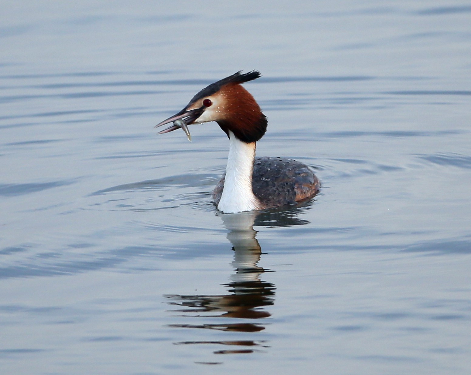 CW2Z0186 ������� 2_����.jpg