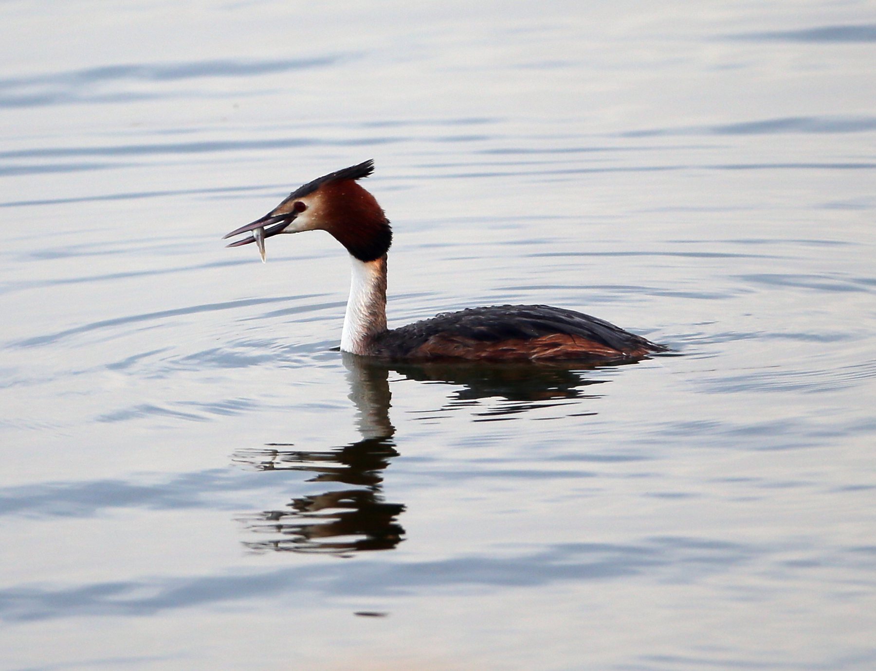 CW2Z0188 ������� 3_����.jpg