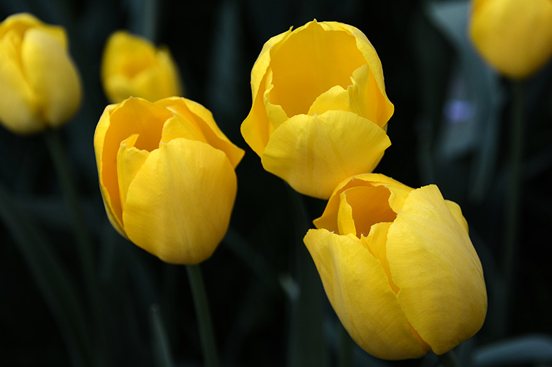 ���� 631ab.jpg