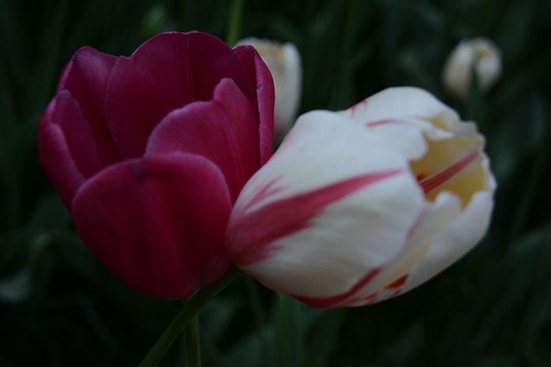 ���� 669b.jpg