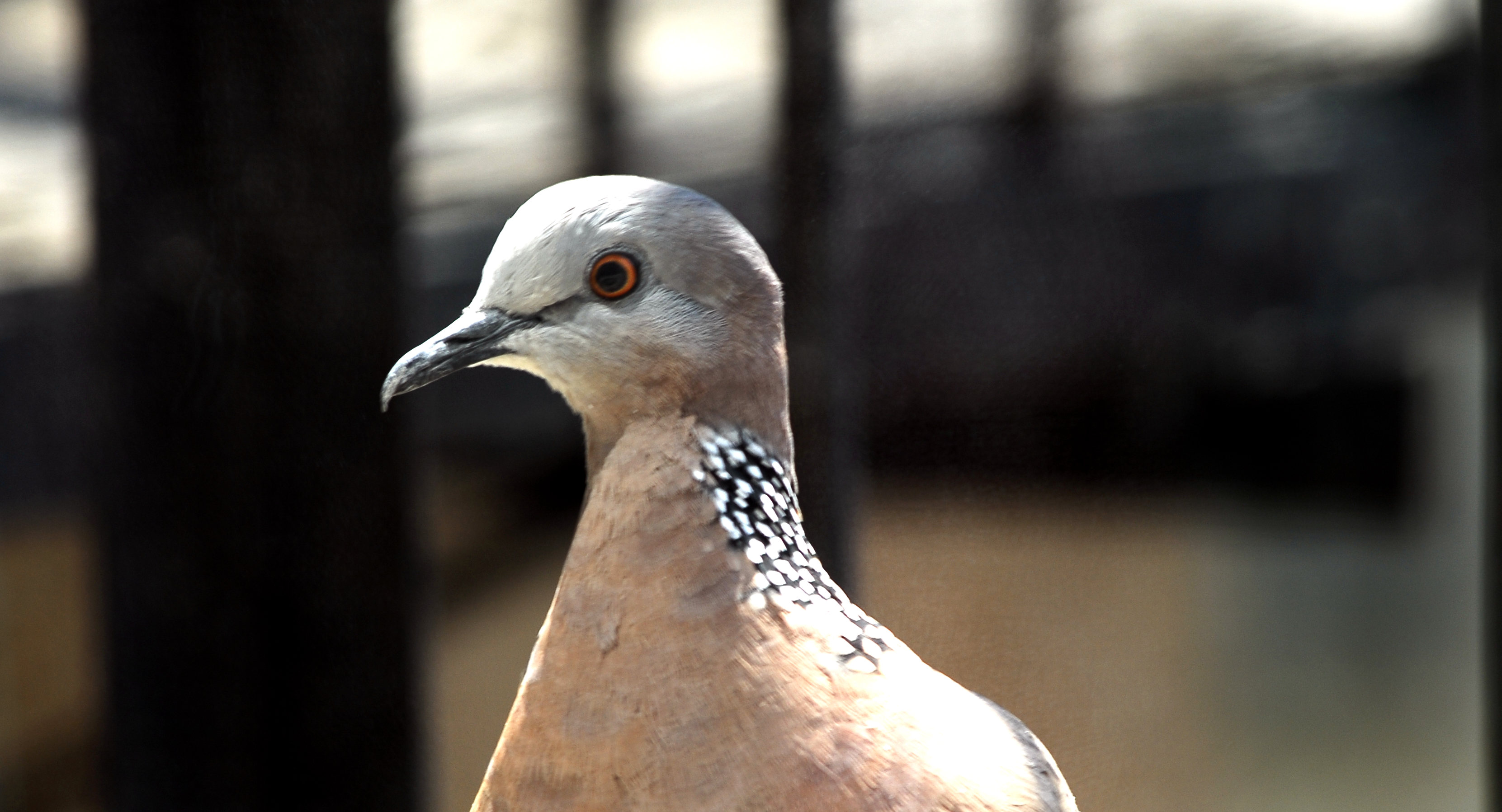 ������ʳ