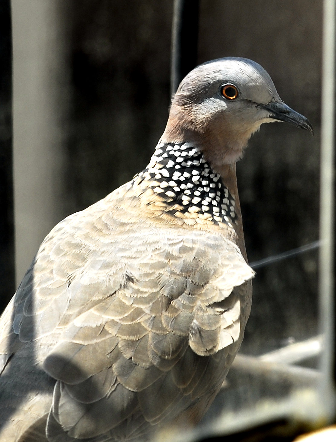 �Ա�����