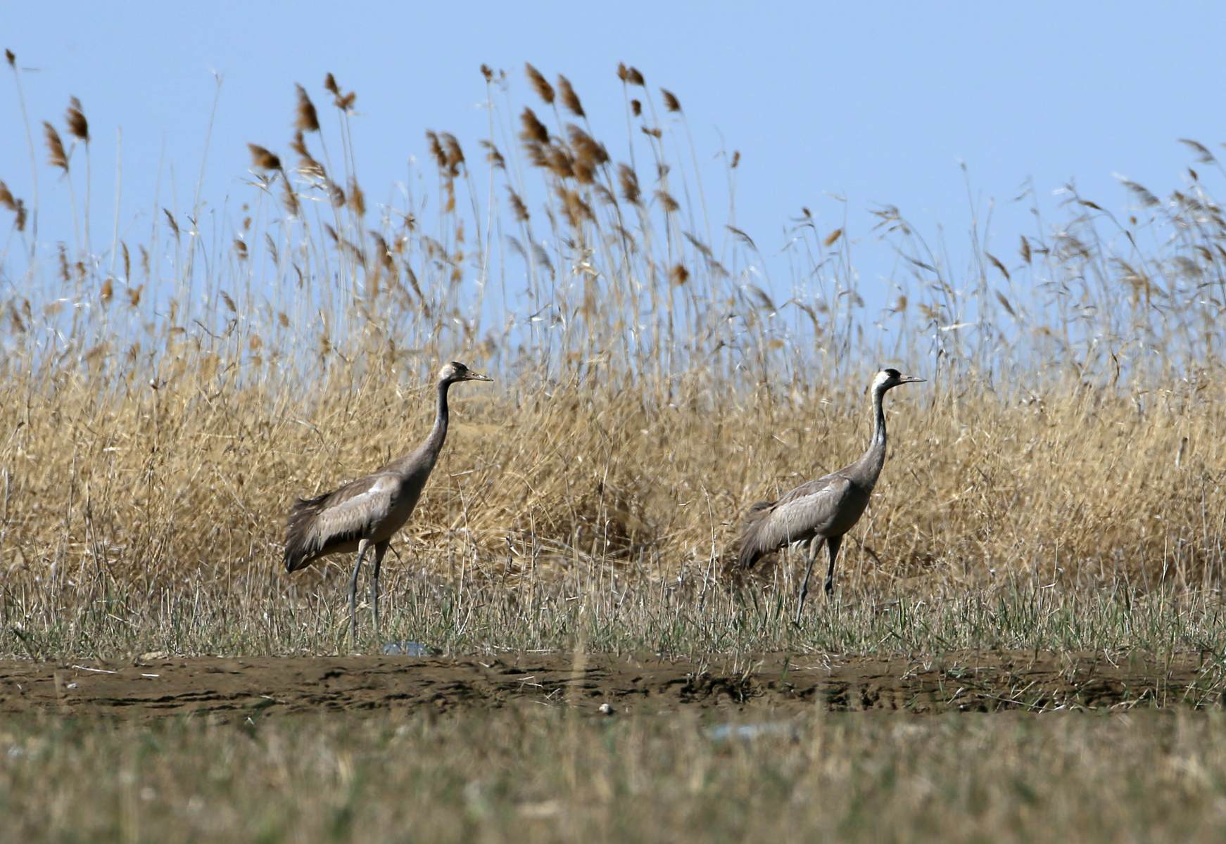 ʯ���ӻҺ� 5.jpg