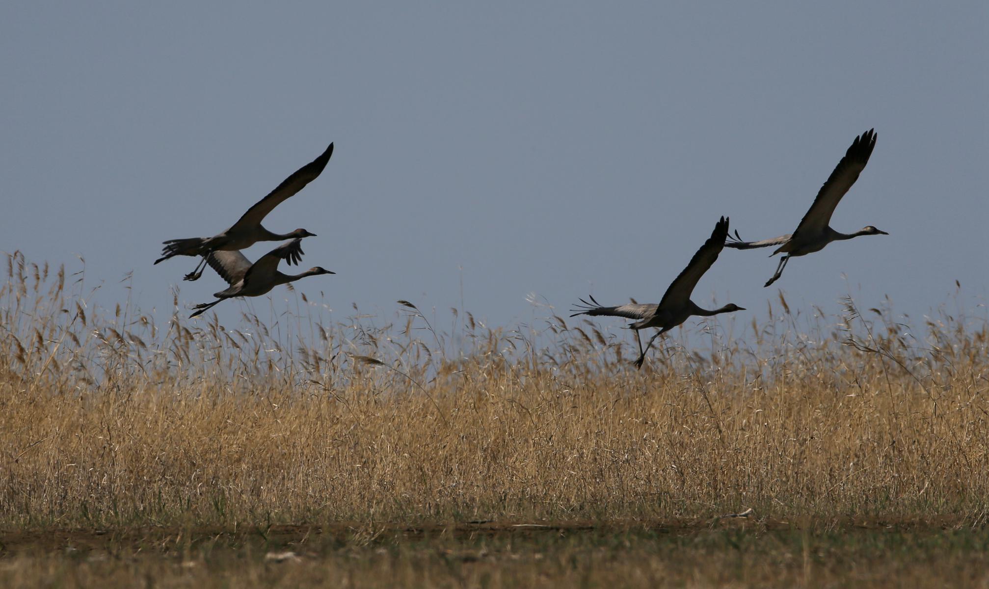 ʯ���ӻҺ� 6.jpg