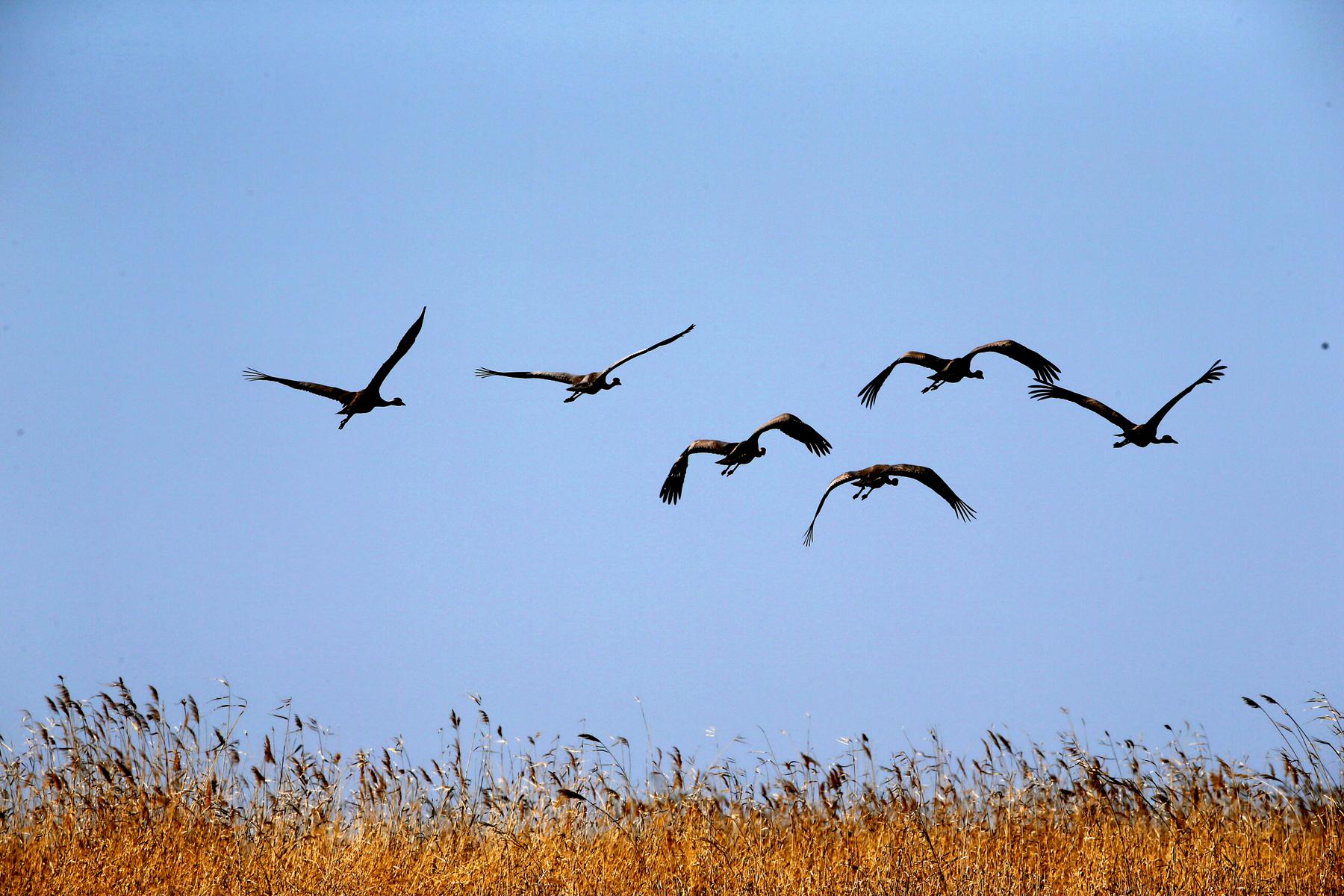 ʯ���ӻҺ� 7.jpg