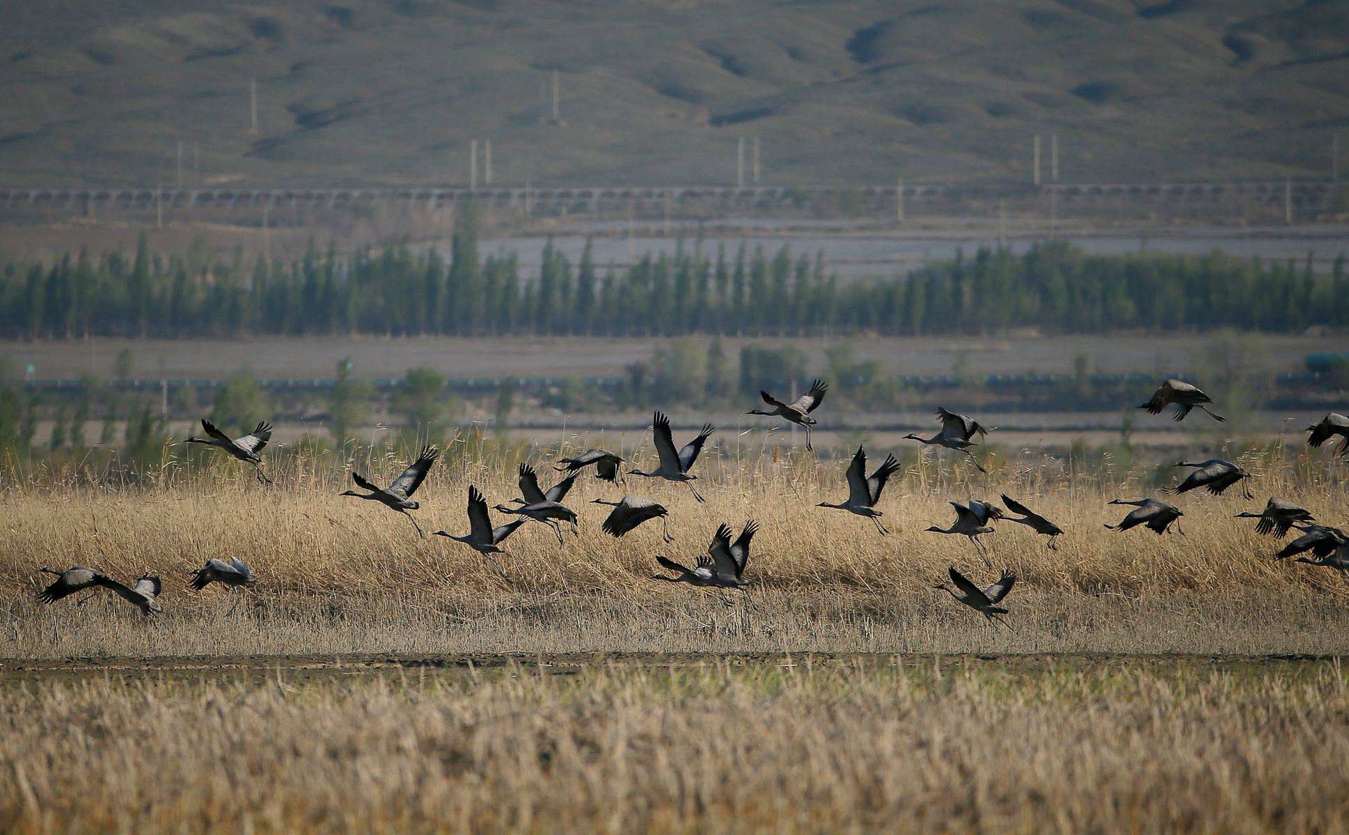 ʯ���ӻҺ� 12.jpg