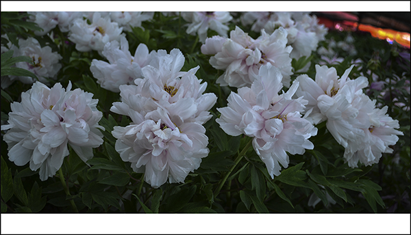 ���� 10112.jpg