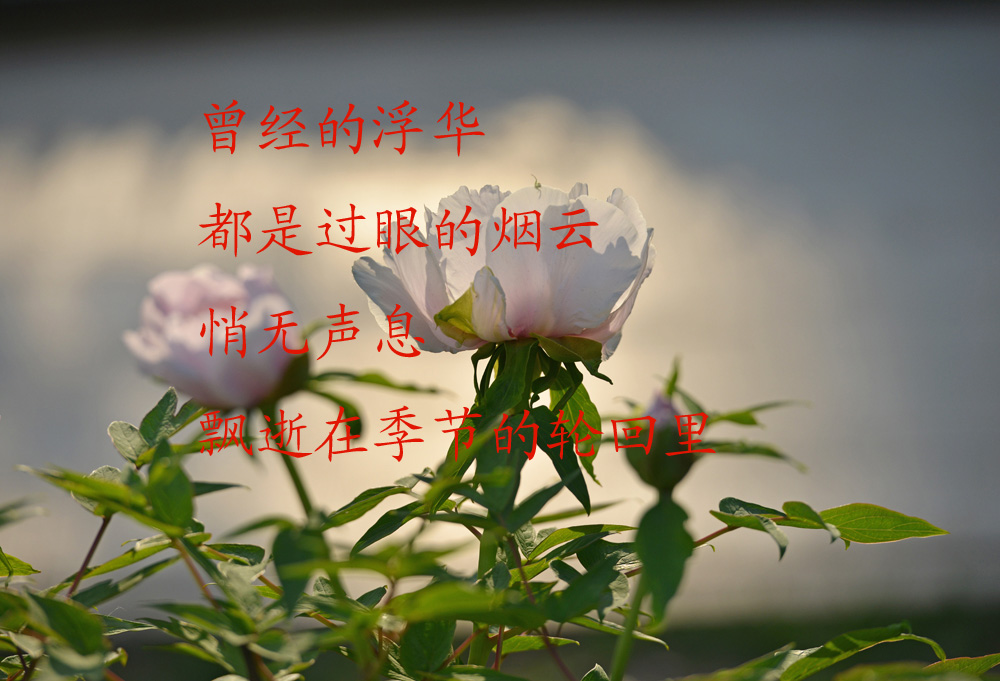 DSC_1639 ����.jpg