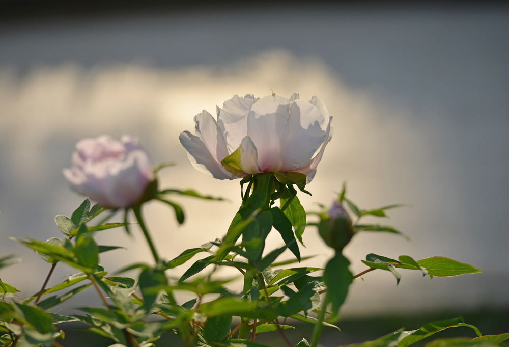 DSC_1639 ����.jpg