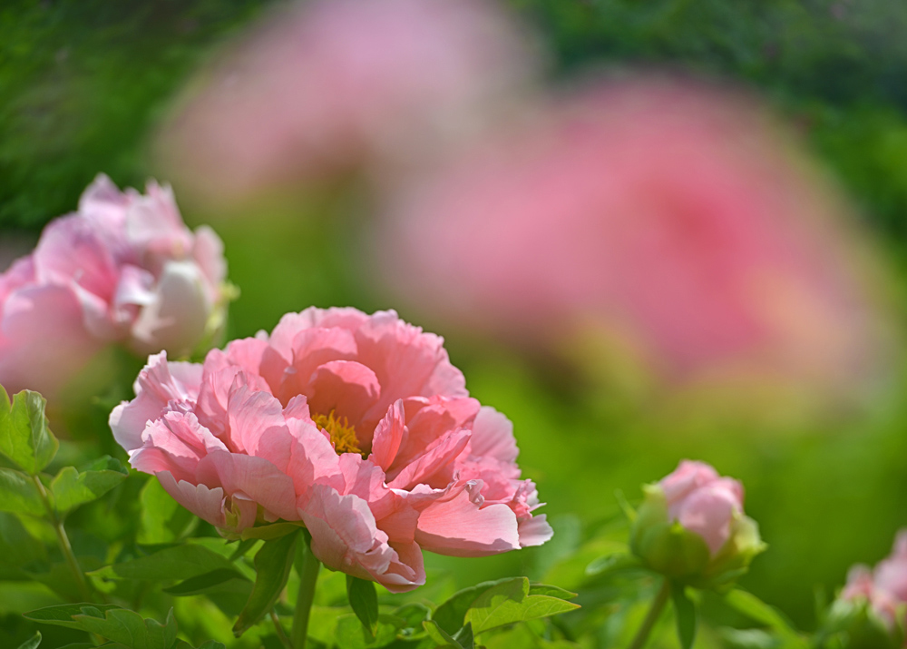 DSC_1665 ���� 3.jpg