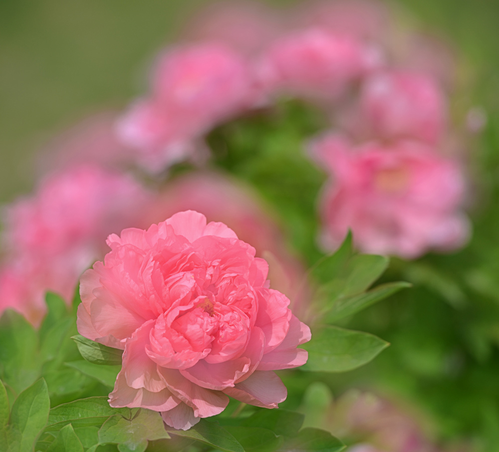 DSC_1676 ����.jpg