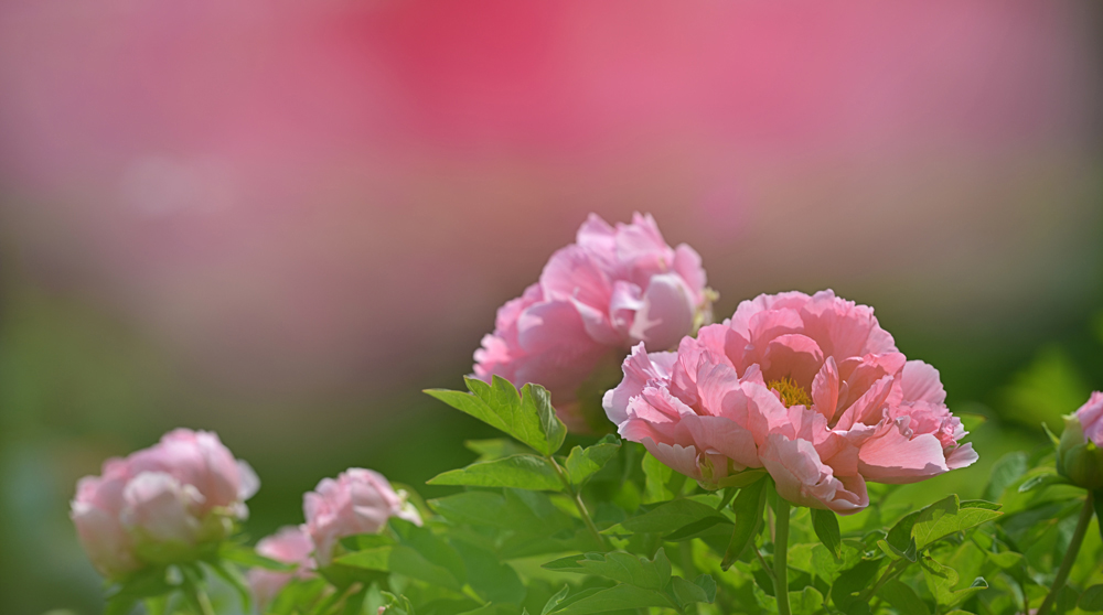 DSC_1661 ����.jpg