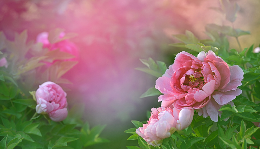 DSC_1650 ����.jpg