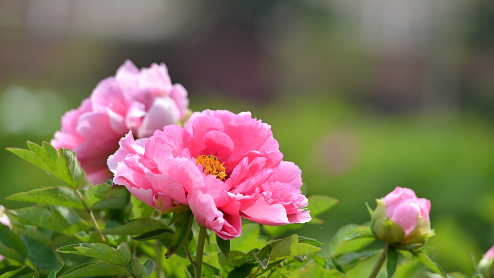 DSC_1683 ����.jpg