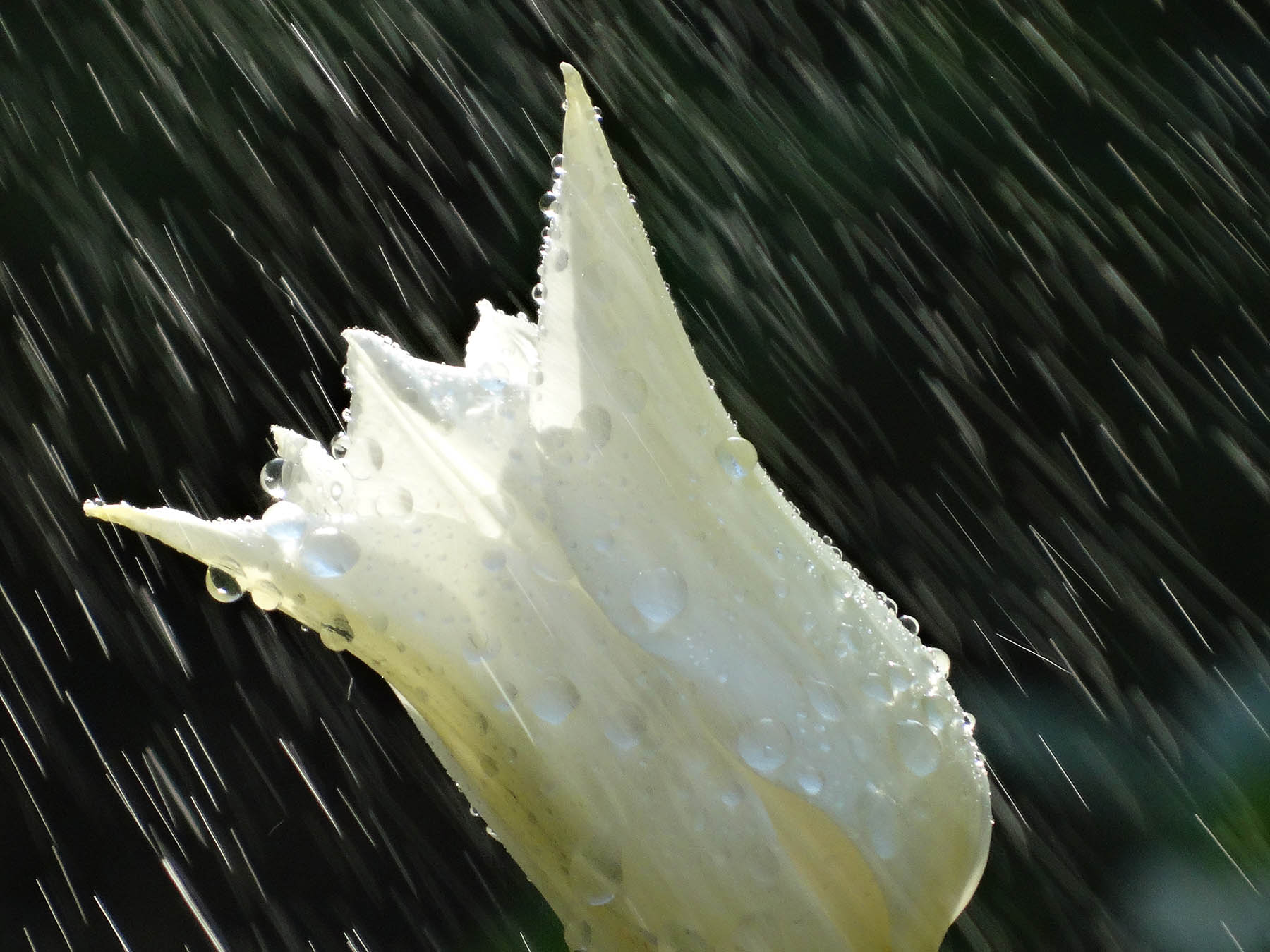 DSC00100_���� - ����.jpg