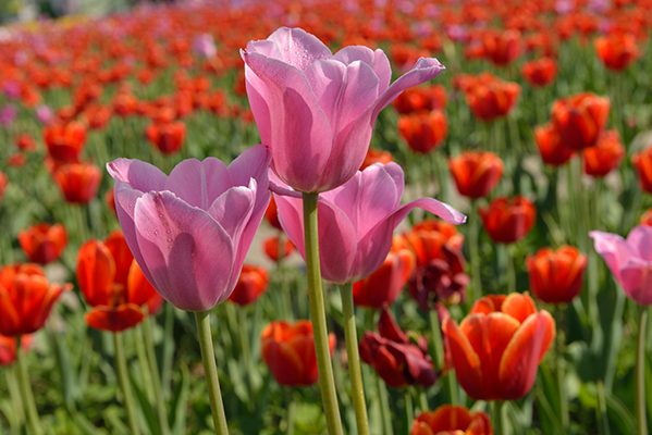 ������Ӱ������