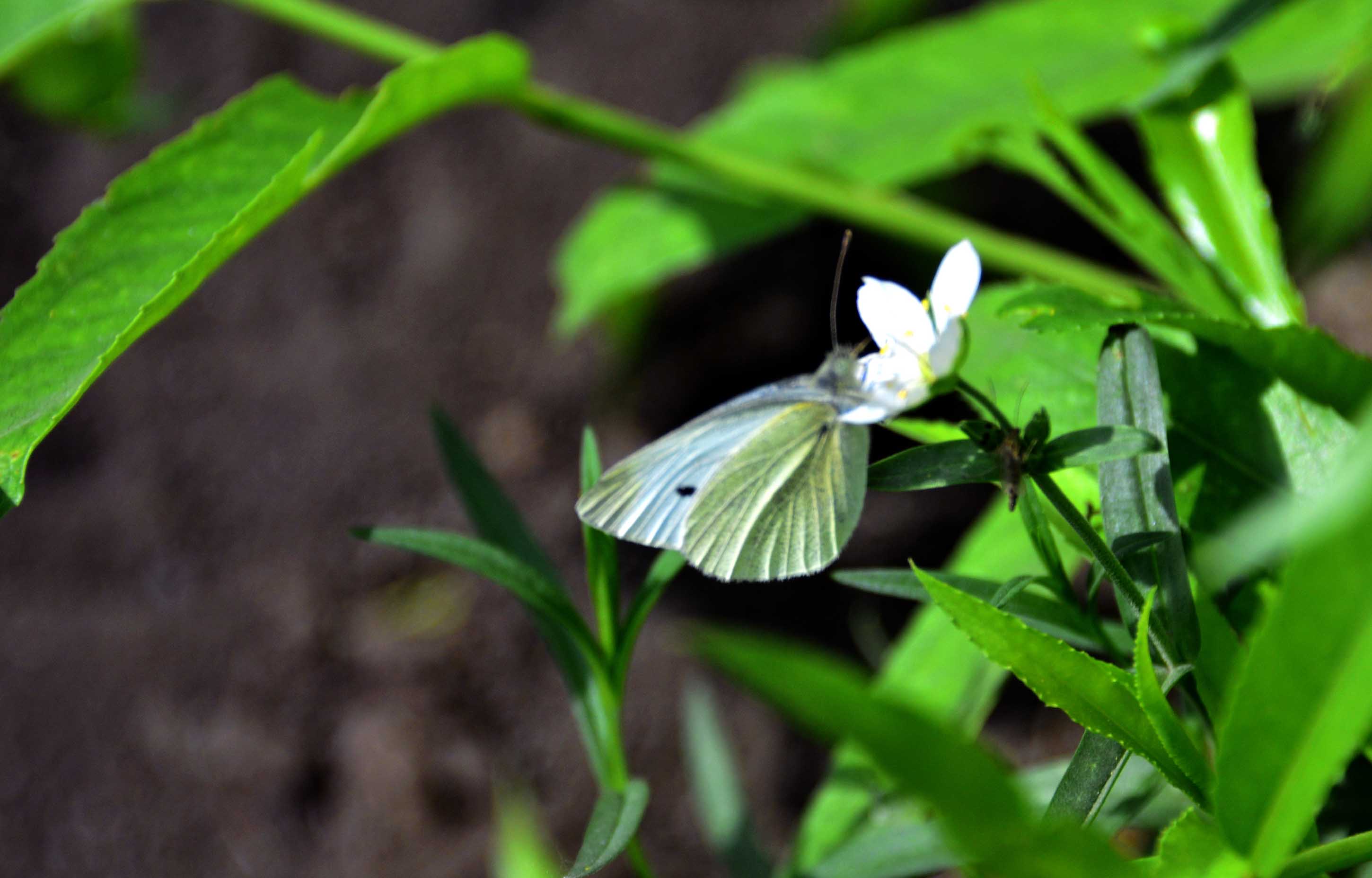 _����������԰һ����DSC9546 (262)����.jpg