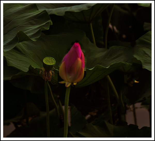 ���� 00612.jpg