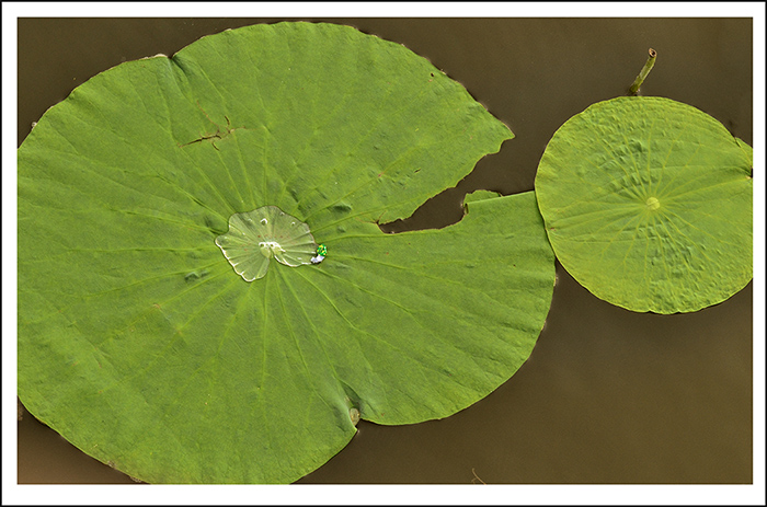 ���� 00312.jpg